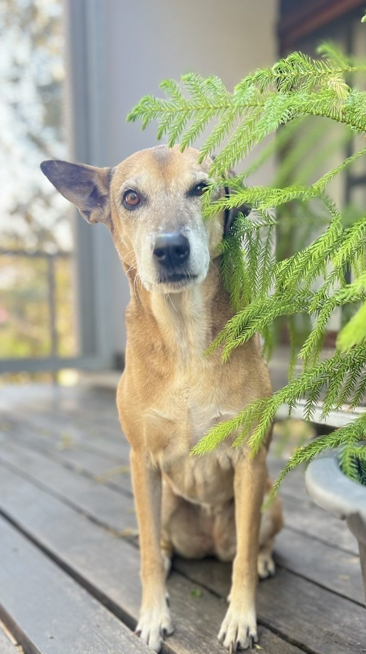Photo of rescued dog