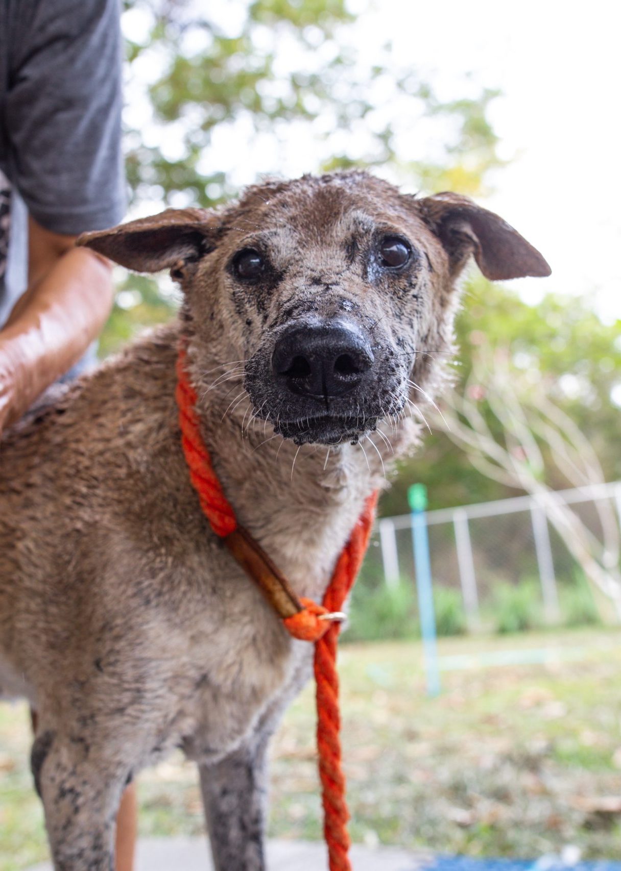 Photo of rescued dog