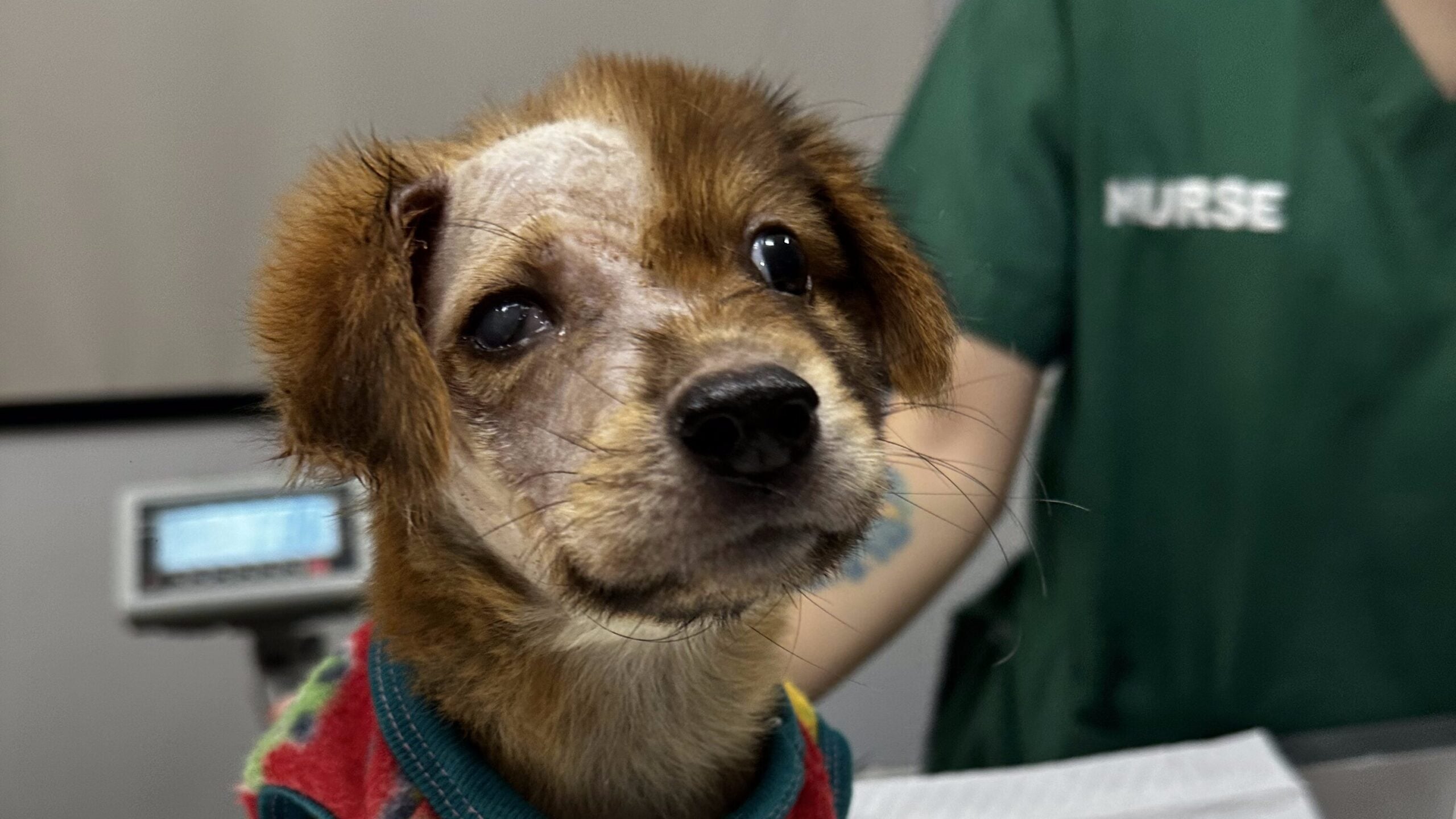 A young rescued puppy receiving care for a serious eye condition, with fur trimmed around the affected eye area.
